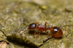 Temnothorax affinis