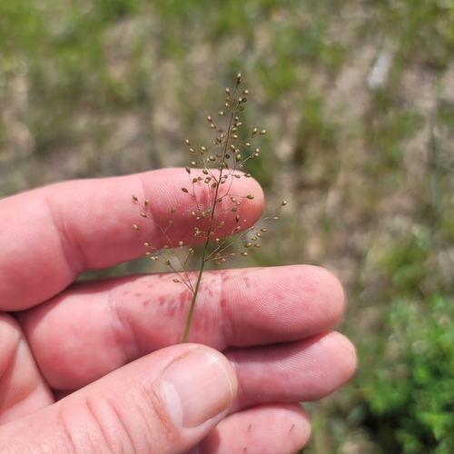 Dichanthelium caerulescens, 2024-03-24