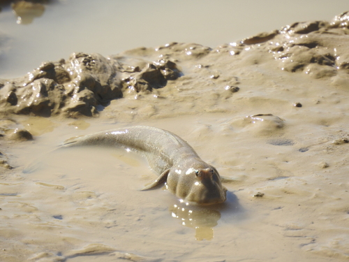 Gangetic mudskipper (Boleophthalmus dussumieri) — Gobiidae — 3