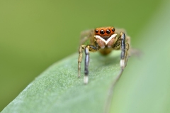 Euophrys frontalis