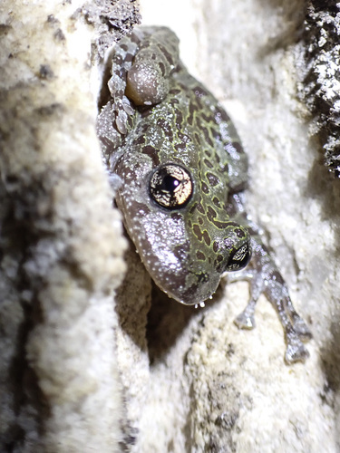 Cederberg Ghost Frog