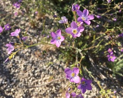 Gilia flavocincta