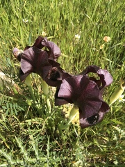 Iris nigricans
