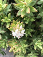 Sedum adolphi