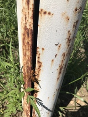 Polistes apachus texanus