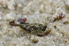Tetrix ceperoi