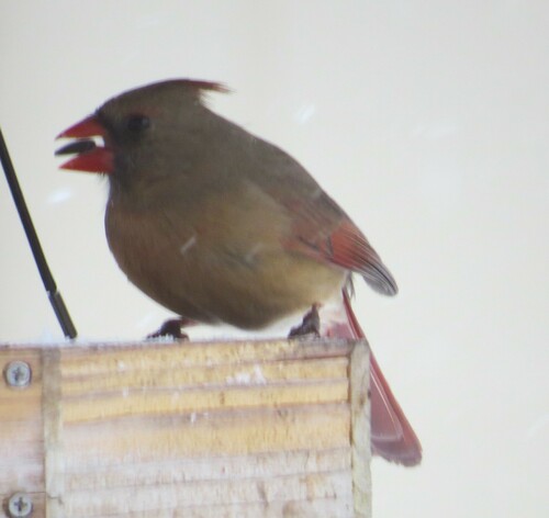 Northern Cardinal photographed in Minnesota