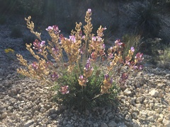 Astragalus calycosus