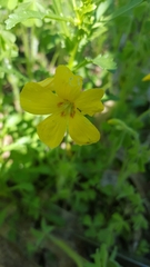 Oxalis macrantha