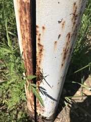 Polistes apachus texanus