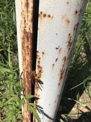Polistes apachus texanus