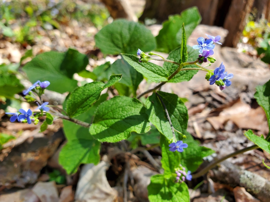 Brunnera macrophylla, KIMBERLIN HGT, TN 37920, USA