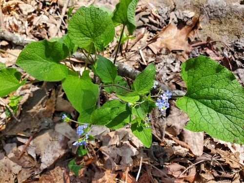 Brunnera macrophylla