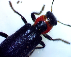 Placopterus thoracicus