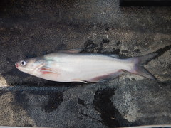 Ictalurus furcatus