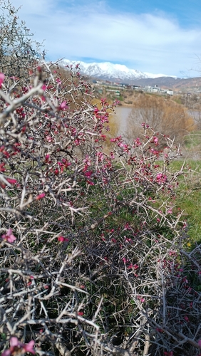 Image of Prunus spinosissima by (c) Elizaveta Ignatieva, some rights reserved (CC BY)