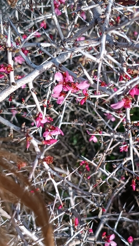 Image of Thorny Almond (Prunus spinosissima) by (c) Elizaveta Ignatieva, some rights reserved (CC BY)