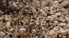 Nemacladus breviflorus