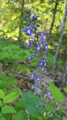 Salvia urticifolia