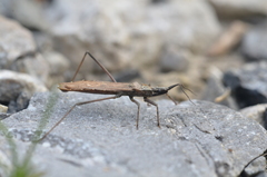 Pygolampis bidentata