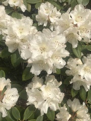 Rhododendron