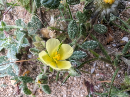 Image of Helianthemum salicifolium by (c) Denis Bastianelli, some rights reserved (CC BY)