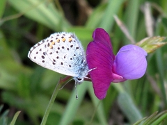 Pseudophilotes baton