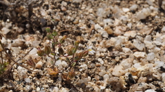 Nemacladus breviflorus