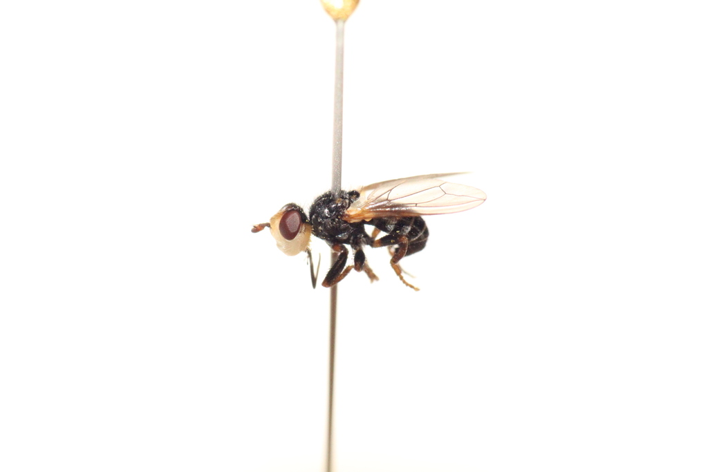 Myopa morio