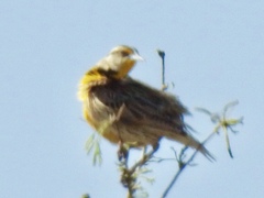 Sturnella magna lilianae