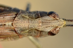 Omocestus raymondi