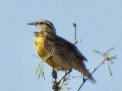 Sturnella magna lilianae