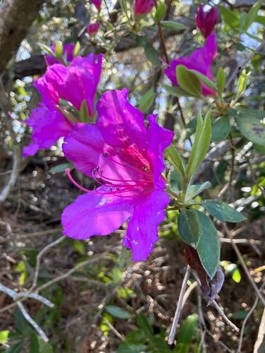 Rhododendron indicum iNat (1)