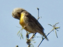 Sturnella magna lilianae