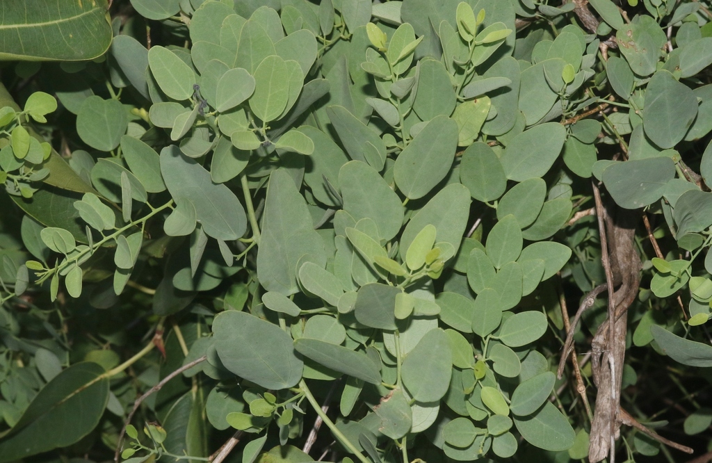 Cryptolepis macrophylla
