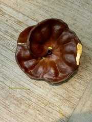 Enterolobium cyclocarpum