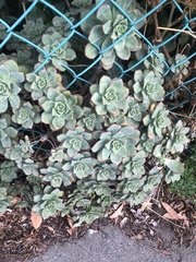 Aeonium haworthii