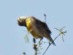 Sturnella magna lilianae