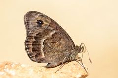 Satyrus actaea