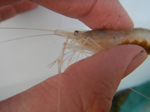 Macrobrachium ohione