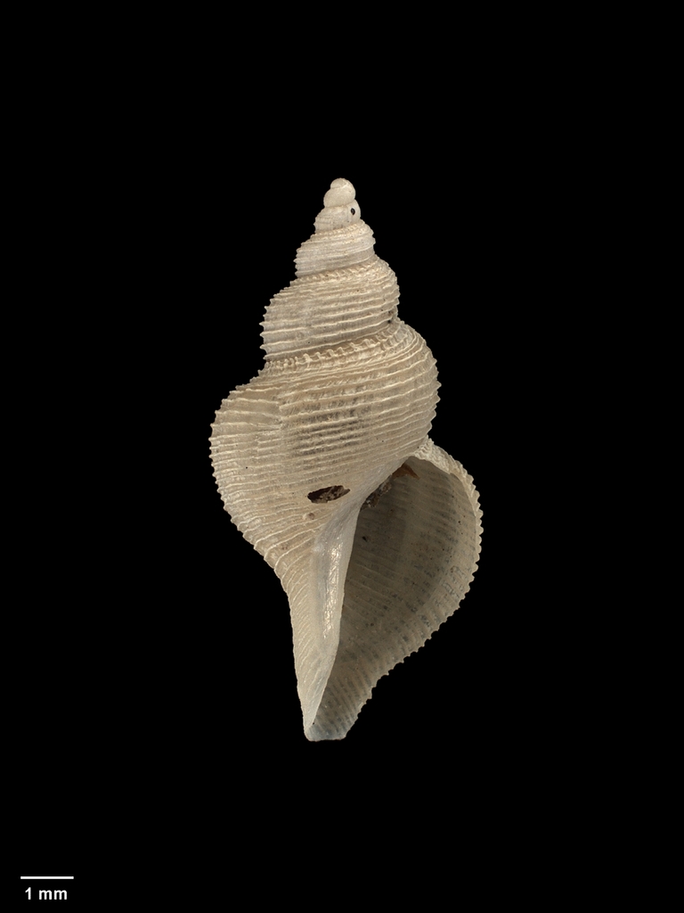 Pleurotomella endeavourensis
