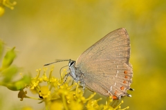 Satyrium esculi