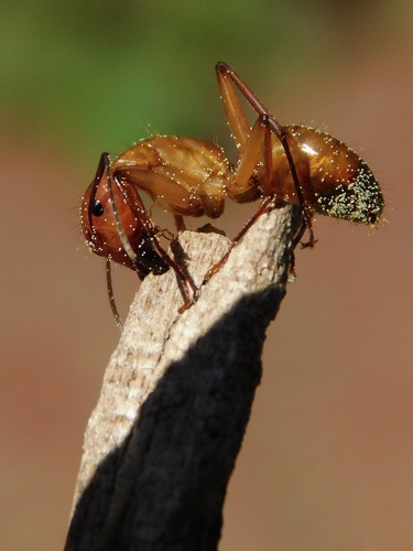 Chestnut Carpenter Ant photo 5