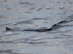 Hydrophis platurus