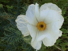 Argemone albiflora texana