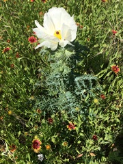 Argemone albiflora texana