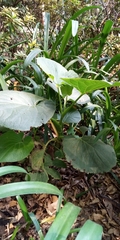 Piper auritum