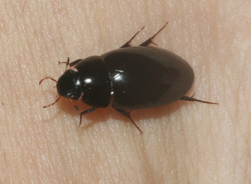 Sternolophus unicolor