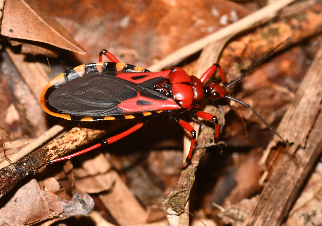 Brontostoma trux