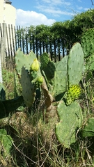 Opuntia tunoidea